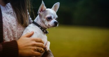 10 most common chihuahua health issues