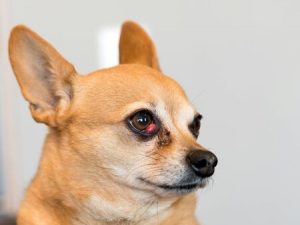 chihuahua with The cherry eyes