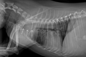 Tracheal Collapse in chihuahuas