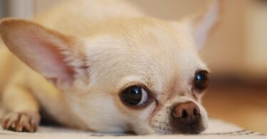 signs of a sick chihuahua