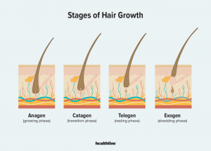 4 stages cycle for growing and shedding hair