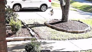 Chihuahua was Swept up by a Hawk