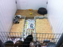 a puppy inside his crate with two litter box