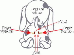 Feature image express dog's anal glands
