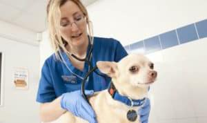 health tests for chihuahua before breeding