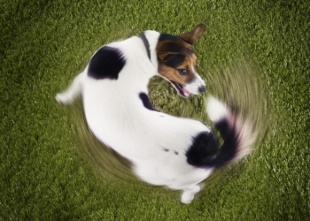 dog doing the spinning movement