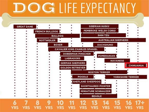 the life expectancy of dogs