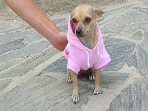 dog wearing sweater