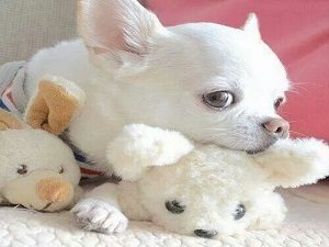 chihuahua with toys