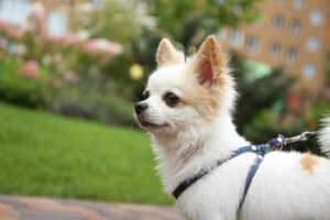 Cute Chihuahua with leash in park, closeup. Dog walking