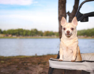 Happy brown short hair Chihuahua dog standing in pet stroller in the park with lake background. Looking curiously at camera.