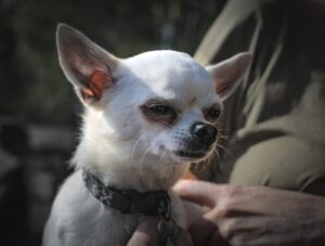 owner holds his white chihuahua