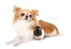 long haired chihuahua and a rat