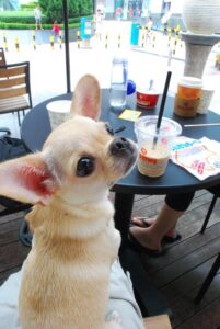 chihuahua is looking at her owner to get some food