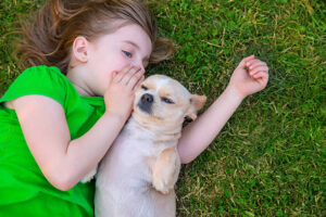 Blond happy girl with her chihuahua doggy lying on lawn