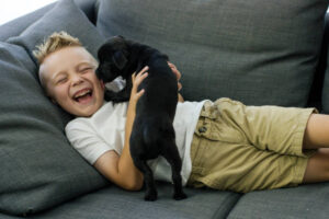 A young boy of elementary age is playing with his chihuahua pug puppy at Christmas. He has just gotten this dog as a Christmas gift, as his family adopted the animal for him. They sit in their living room on a grey couch. The dog is licking the boy's face