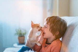 Chihuahua dog licks little laughing child's face close up. Portrait of a happy caucasian kid boy hugging a puppy at cozy home on sofa and play together. Stay at home concept