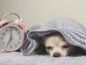 Lazy Chihuahua dog doesn't want to wake up in cold day , Sleepy chihuahua dog under grey and white stripes blanket beside pink alarm clock 7.00 am.