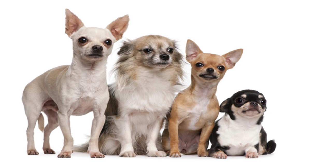 Chihuahua's types