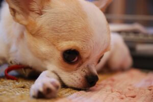 chihuahua constipation signs