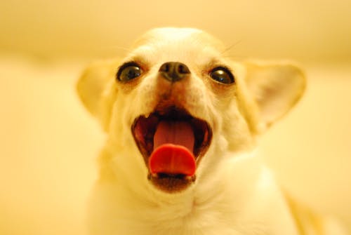 chihuahua opening his mouth
