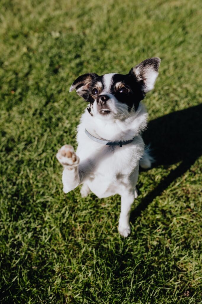 chihuahua dog doing high five with his right hand