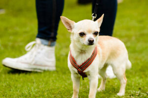Chihuahua in harness on green lawn. Human feet in background.