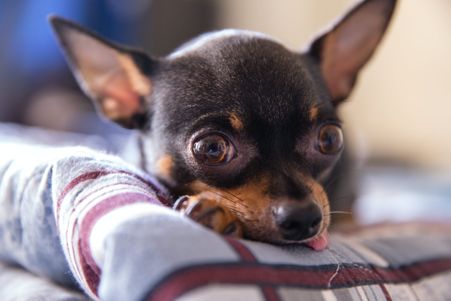 chihuahua life expectancy