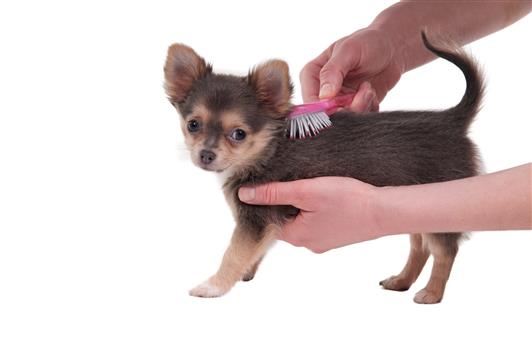 Minimizing chihuahua dog shedding.How Can the Smallest Dog Shed So Much?