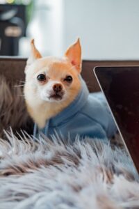 chihuahua dog sitting in front of laptop's owner