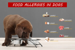 food allergies in chihuahua