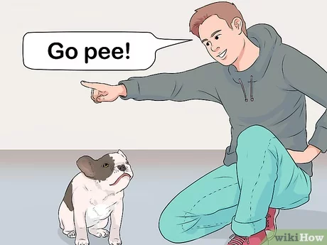 a man command his dog to go to his litter box using "Go pee"