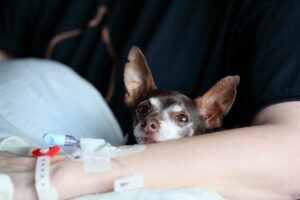 chihuahua sitting near her ill human friend in the hospital