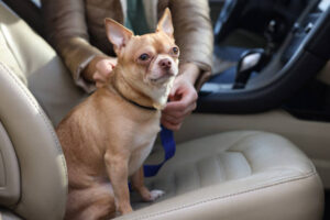 Owner with cute Chihuahua dog in car, closeup