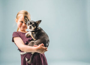 Portrait of little girl carrying Chihuahua. Smiling female is with cute purebred pet. She is against gray background.