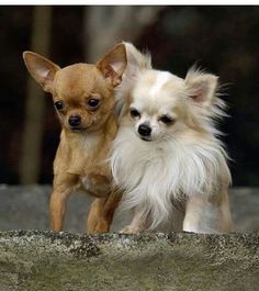 long and smooth haired chihuahuas