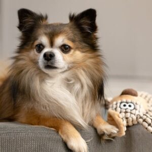 longe haired chihuahua and her toy