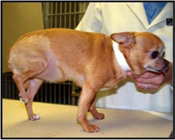 Patellar luxation in chihuahua