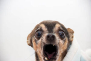 Portrait of a senior black and tan chihuahua showing off it's last two teeth. It's big eyes and open mouth give the impression that it's screaming in surprise.