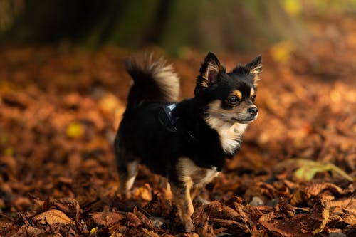 small long-haired chihuahua