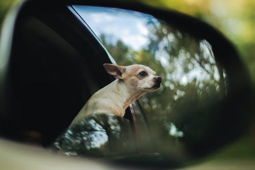 chihuahua in a car