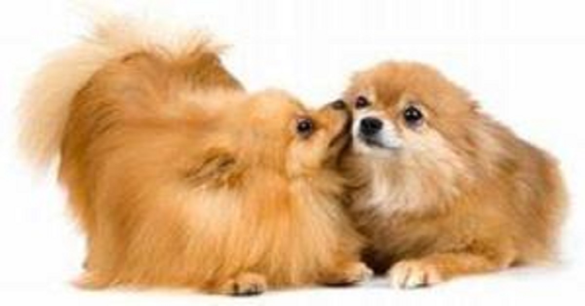 How Many Times A Year Do Dogs Come In Season