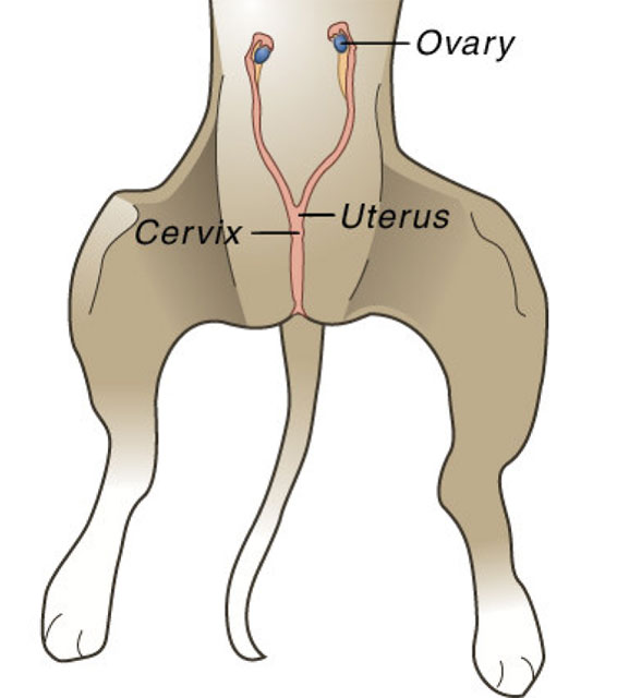canine female reproductive system