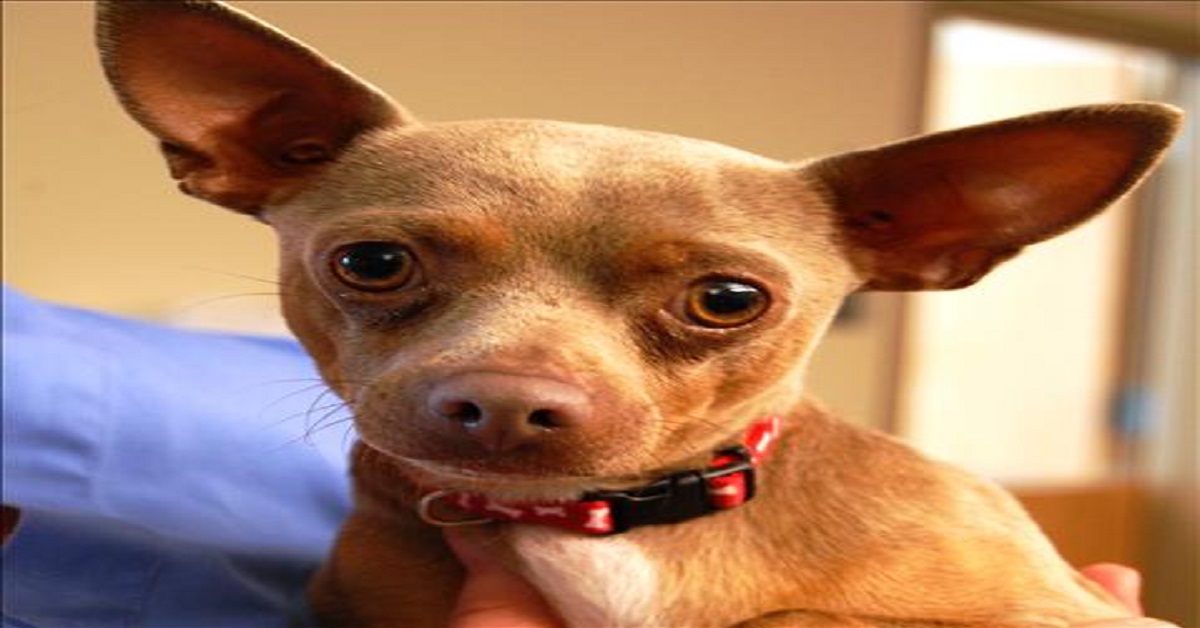 Chihuahua dog Spaying/Neutering