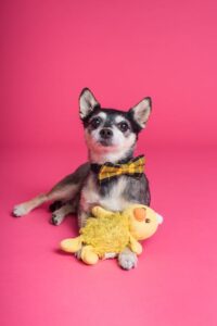 chihuahua and his toy