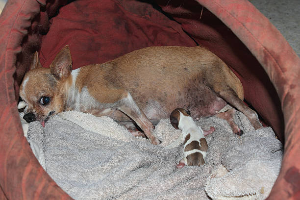 Little chihuahua pregnant and abdominal pain baby with just born puppy