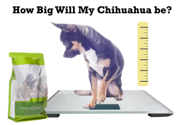 chihuahua sitting on weighing scale
