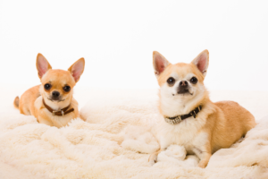 chihuahua male and female sitting near each other
