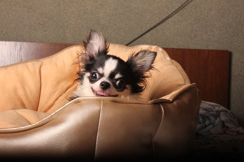 chihuahua puppy sitting on a chair
