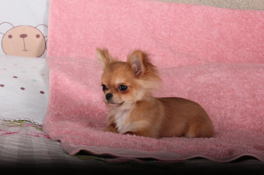 a chihuahua puppy sitting on a sofa